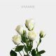 Spray White Viviane 60 cm (10 St bunch)
