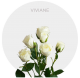 Box Spray White Viviane 40-60 cm (100 St)