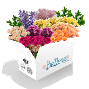 Large Size Box