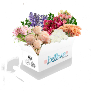 Small Box Bellevue