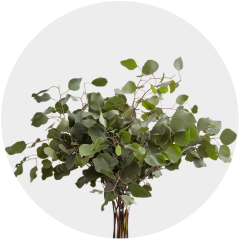 Eucalyptus Baby Blue