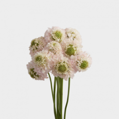 Flowers Scabiosa Hanoi (10 St bunch)