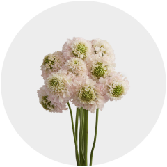 Box Flowers Scabiosa (60 St)