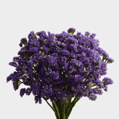 Flowers Statice Blue (10 St bunch)