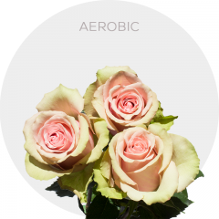 Light Pink Aerobic Roses 40-70 cm