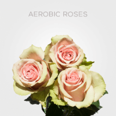 Box-Light Pink Aerobic 50 cm (100 St)