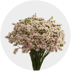 Box Flowers Statice Pink (60 St)