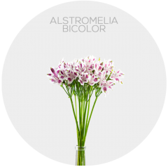 Alstromelia Hot Pink
