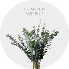 Eucalyptus Baby Blue