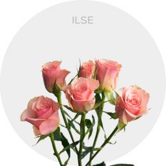 Spray Peach Ilse 40-60 cm