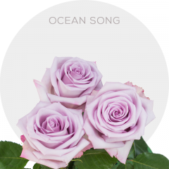 Lavender Ocean Song 40-60 cm