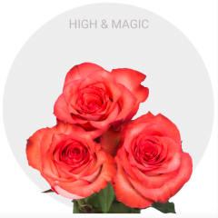 Bicolor High & Magic Roses 50-60 cm